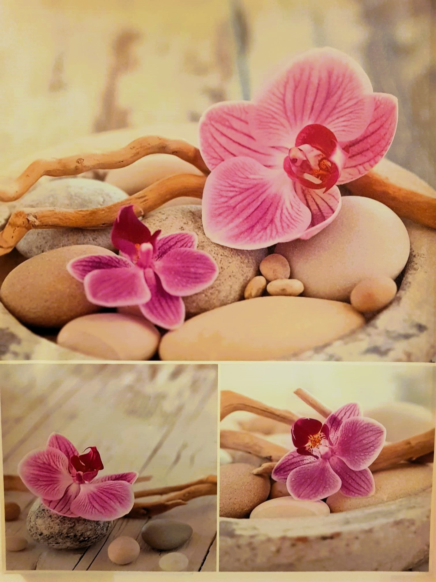 Orchids