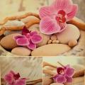 Orchids